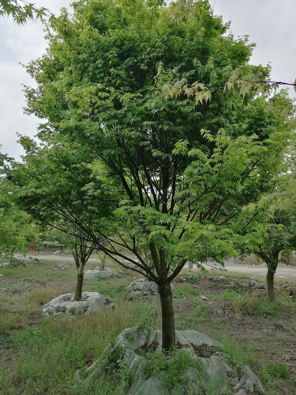 鸡爪槭为什么有红色和绿色？