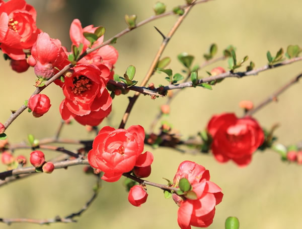 海棠一般什么时候开花？