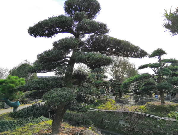 罗汉松一般生长在什么地方？