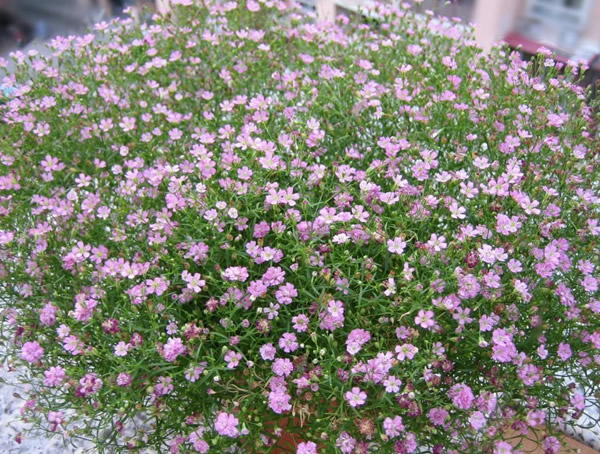 满天星一般什么时候开花？