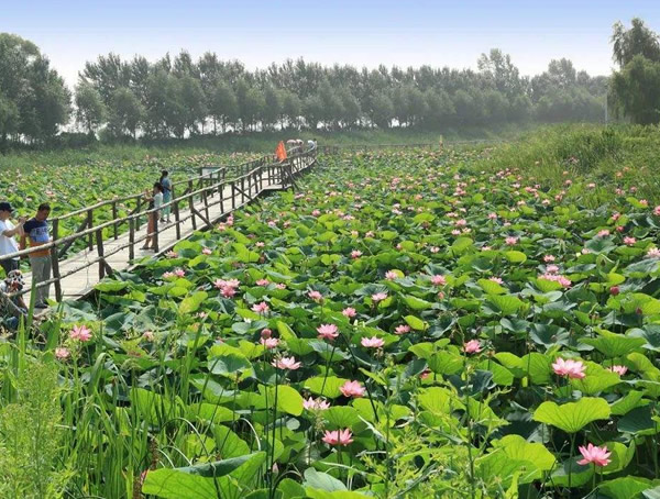 荷花一般长多高？