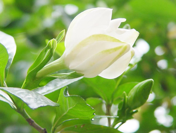 栀子花一般多久浇一次水？