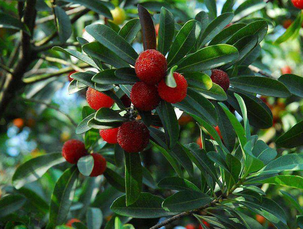 杨梅一般在几月份成熟？