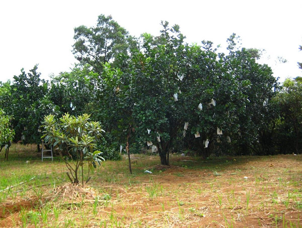 香泡树一般多高？