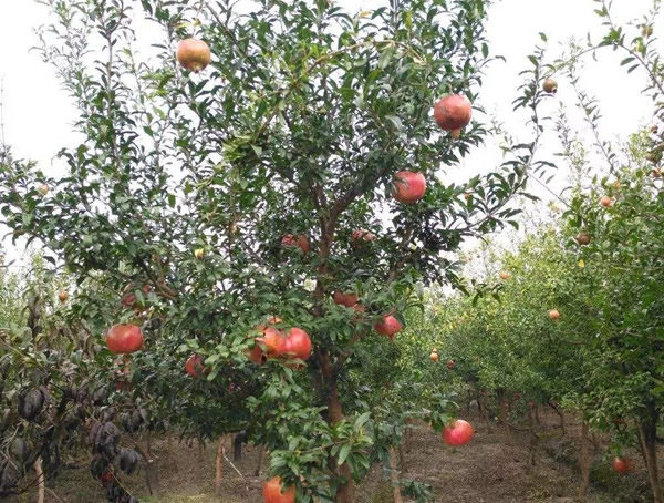 石榴树一般几年能结果？