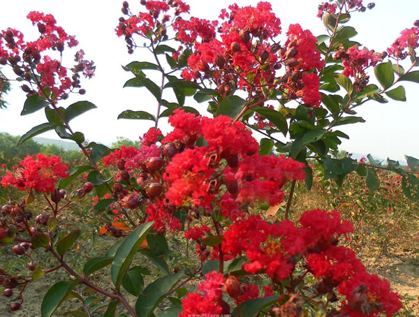 紫薇树一般能长多大？