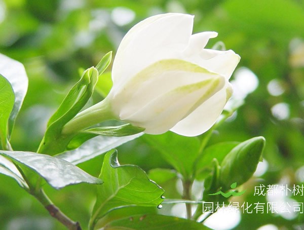 栀子花一般多久浇一次水？