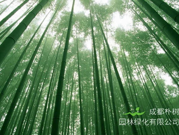 竹子一般长在哪里？