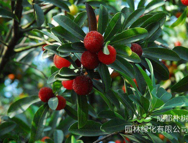 杨梅一般在几月份成熟？