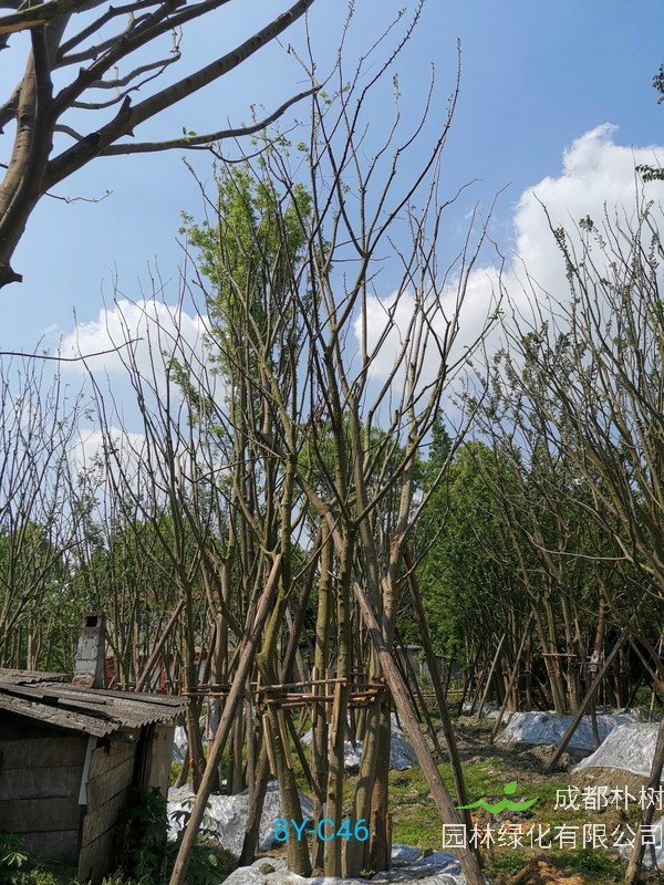 成都丛生朴树哪里最多？