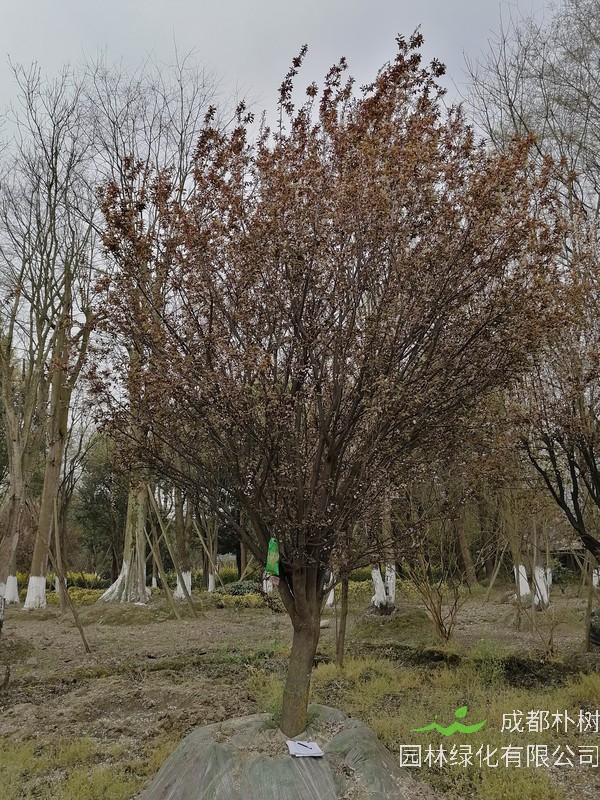 红叶李果实能吃吗，会不会上火？