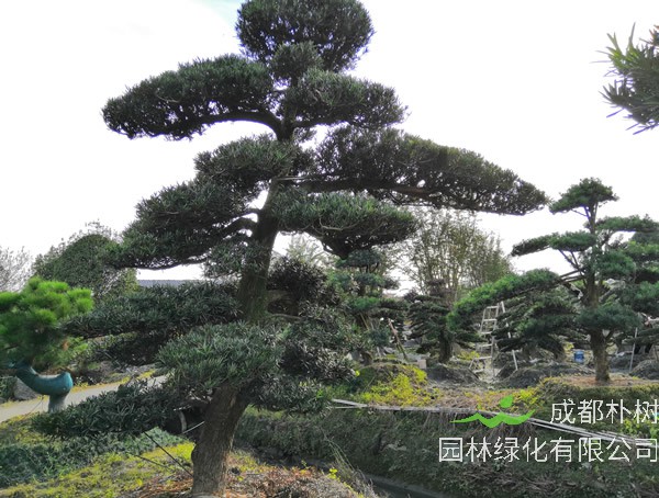 罗汉松一般生长在什么地方？