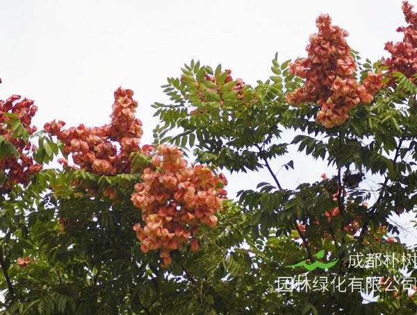 栾树为什么会滴油？真相原来是这样