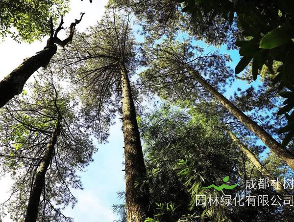 金钱松图片大全_最新图片_高清大图