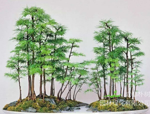 金钱松图片大全_最新图片_高清大图