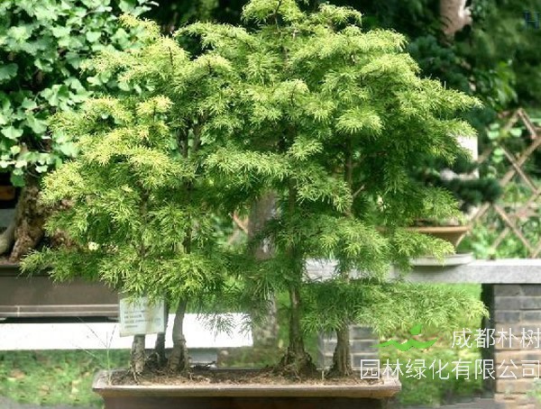 金钱松图片大全_最新图片_高清大图