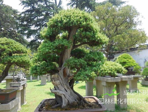 金钱松图片大全_最新图片_高清大图