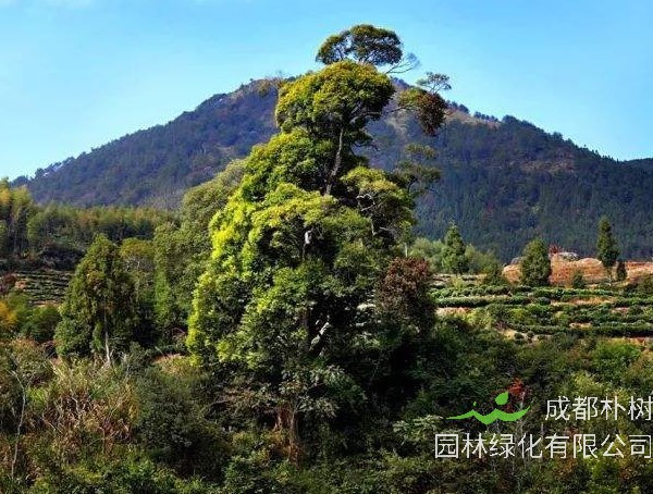 金钱松图片大全_最新图片_高清大图