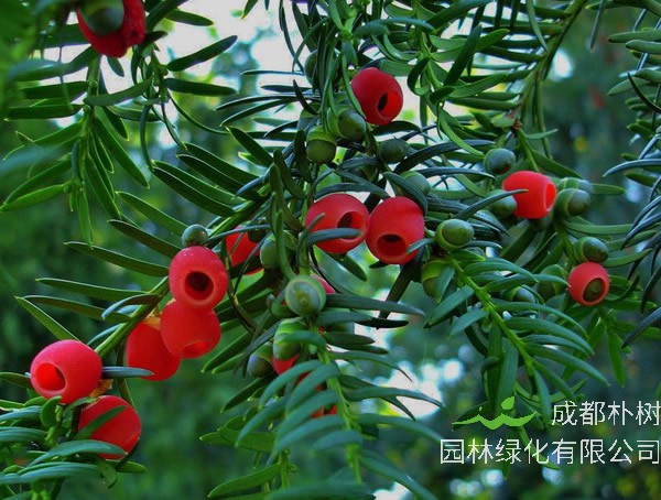 红豆杉的价格是多少？