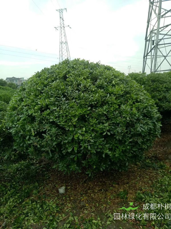 海桐球的病虫怎么防治？