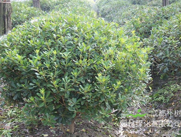 海桐球属于乔木还是灌木？