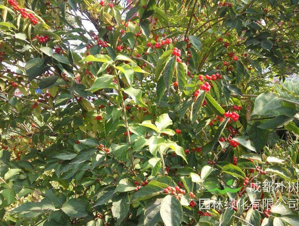 2020年五味子树价格最新行情