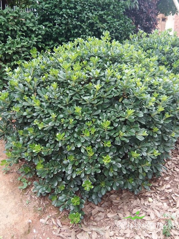 海桐球为什么发黄枯萎？