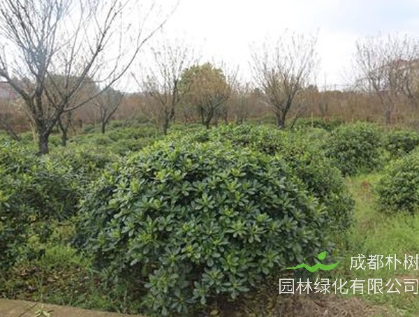 海桐球如何修剪最好看？