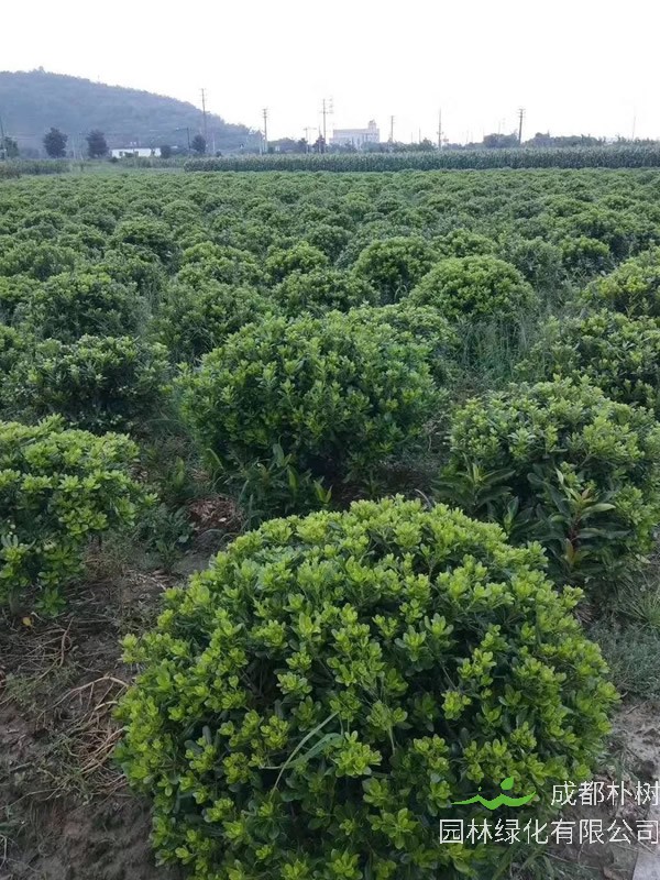 海桐球是常绿还是落叶灌木？