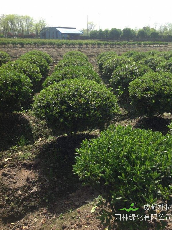 海桐球繁殖技术有哪些？