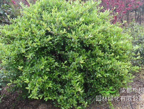 海桐球放在家里有什么好处？