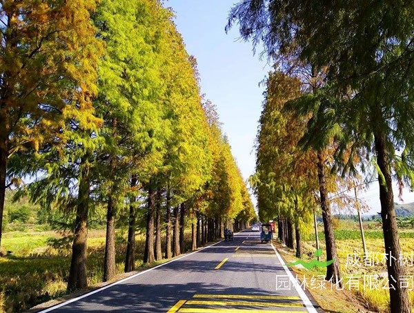 水杉树价格_多少钱_最新行情_怎么卖_基地