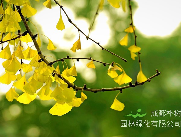 银杏树价格_行情_多少钱_基地_图片_怎么卖？