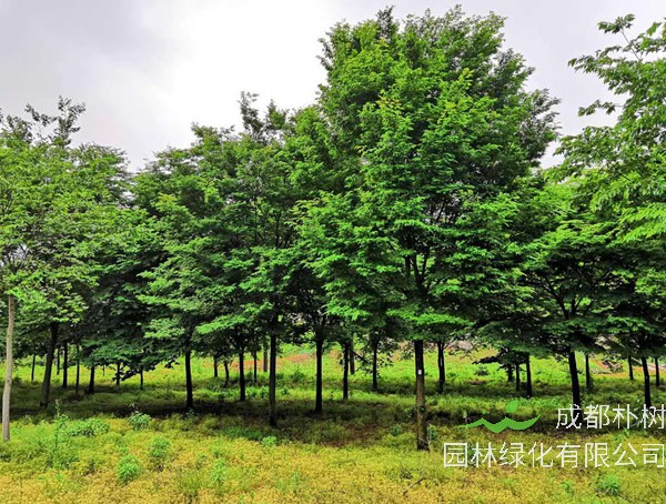 榉树价格_行情_多少钱_树苗_基地_怎么卖？