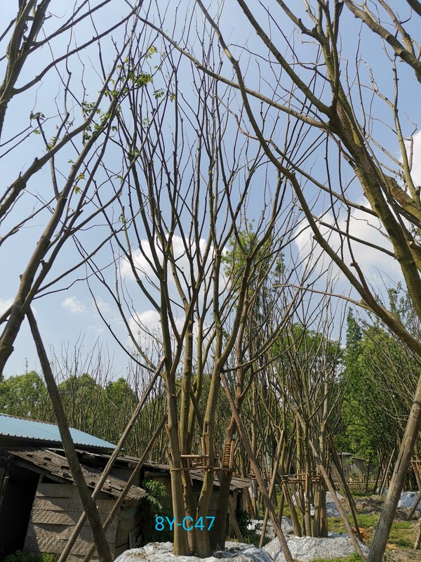 丛生朴树栽几根杆最好？