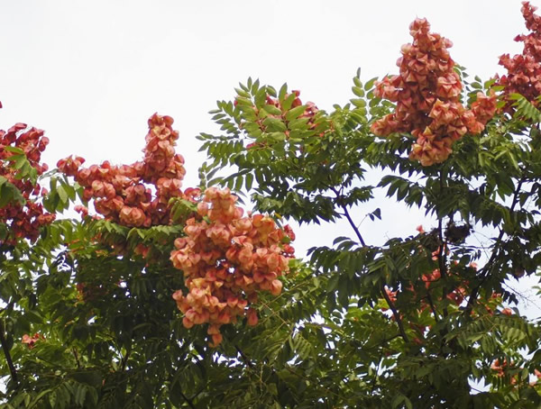 栾树为什么会滴油？真相原来是这样