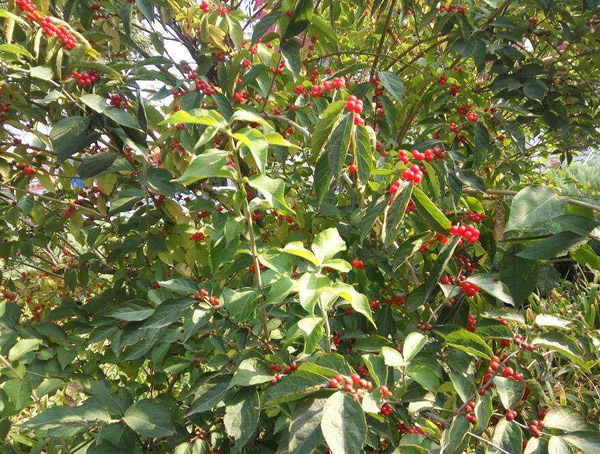 2020年五味子树价格最新行情