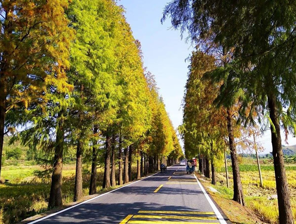 水杉树价格_多少钱_最新行情_怎么卖_基地