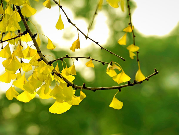 银杏树价格_行情_多少钱_基地_图片_怎么卖？