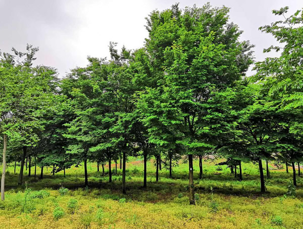榉树价格_行情_多少钱_树苗_基地_怎么卖？