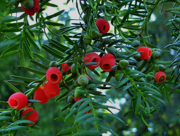 红豆杉的价格是多少？