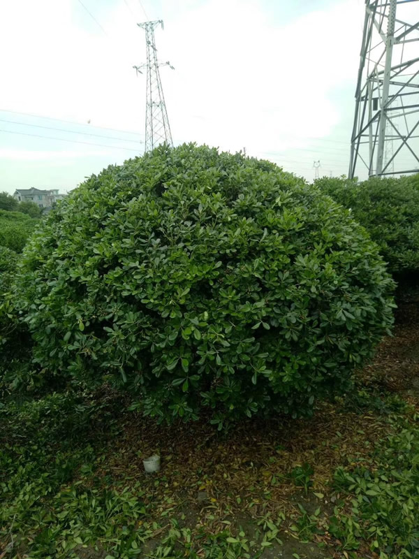 海桐球的病虫怎么防治？