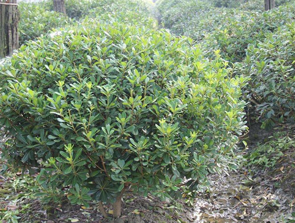 海桐球属于乔木还是灌木？