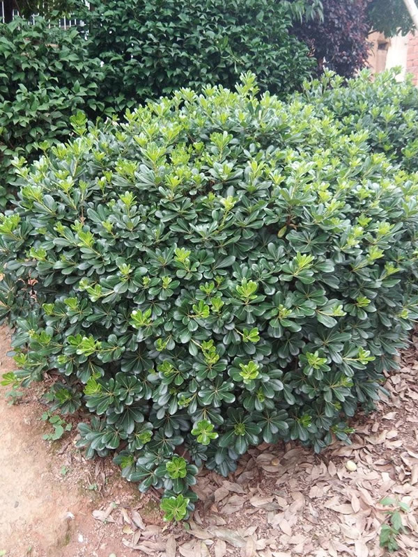 海桐球为什么发黄枯萎？