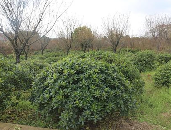 海桐球如何修剪最好看？