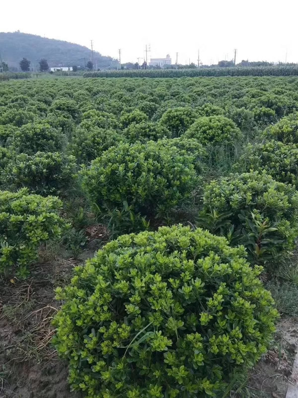 海桐球是常绿还是落叶灌木？