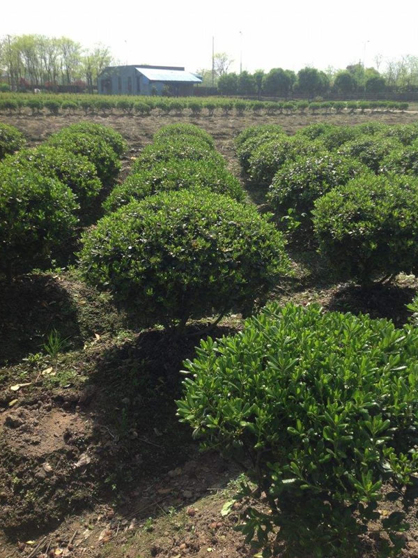 海桐球繁殖技术有哪些？
