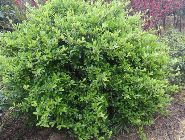 海桐球放在家里有什么好处？