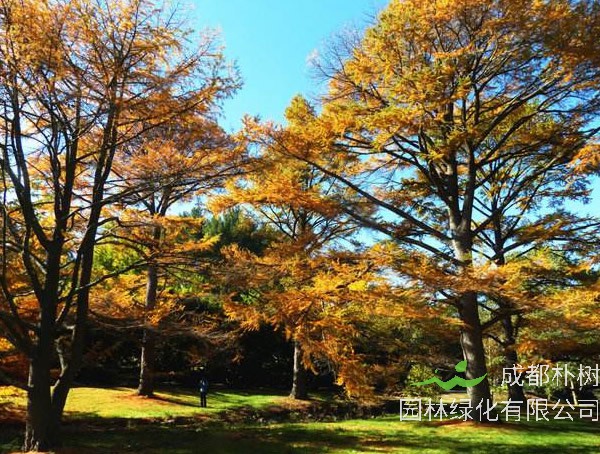 金钱松图片大全_最新图片_高清大图