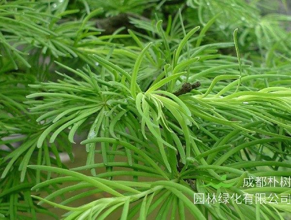 金钱松图片大全_最新图片_高清大图